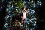 adult Miniature American Shepherd