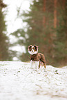 Miniature American Shepherd