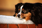 adult Miniature American Shepherd