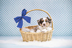 Miniature American Shepherd Puppy