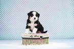 Miniature American Shepherd Puppy