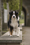 male Miniature American Shepherd