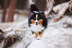 male Miniature American Shepherd