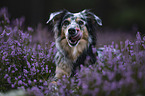 female Miniature American Shepherd