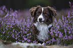 female Miniature American Shepherd