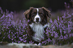 female Miniature American Shepherd