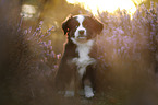 Miniature American Shepherd Puppy