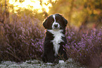 Miniature American Shepherd Puppy