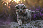 Miniature American Shepherd Puppy