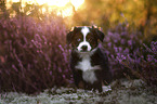 Miniature American Shepherd Puppy