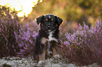 Miniature American Shepherd Puppy