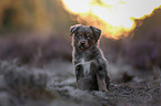 Miniature American Shepherd Puppy