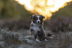 Miniature American Shepherd Puppy