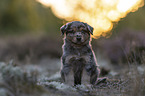 Miniature American Shepherd Puppy