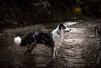 Miniature American Shepherd