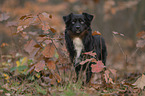 male Miniature American Shepherd