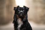 male Miniature American Shepherd