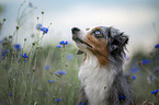 Miniature American Shepherd