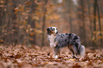 Miniature American Shepherd