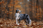 Miniature American Shepherd