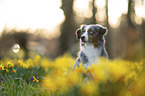 Miniature American Shepherd