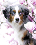 Miniature American Shepherd