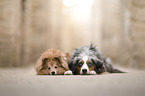Miniature American Shepherd