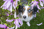 Miniature American Shepherd