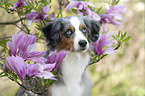 Miniature American Shepherd