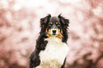 Miniature American Shepherd