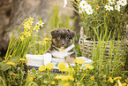 Miniature American Shepherd