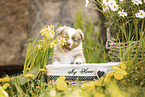 Miniature American Shepherd
