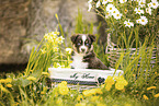 Miniature American Shepherd