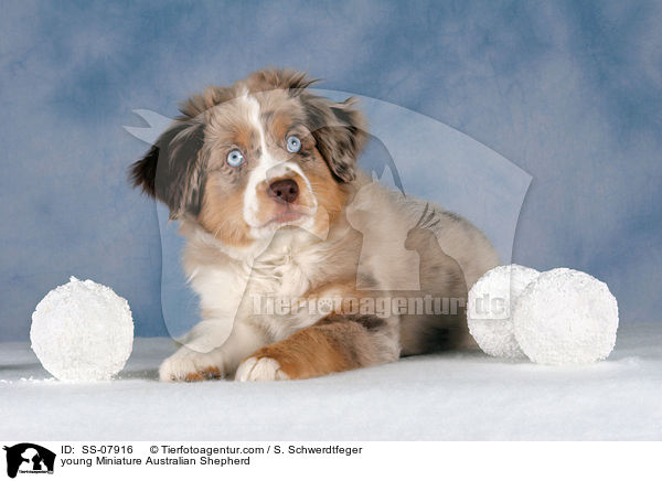 junger Miniature Australian Shepherd / young Miniature Australian Shepherd / SS-07916