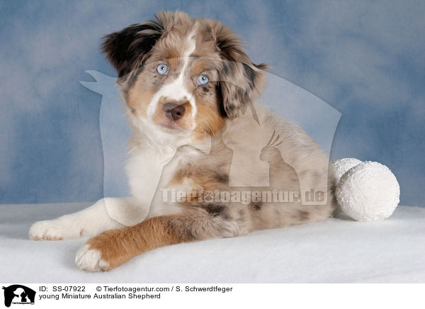 junger Miniature Australian Shepherd / young Miniature Australian Shepherd / SS-07922