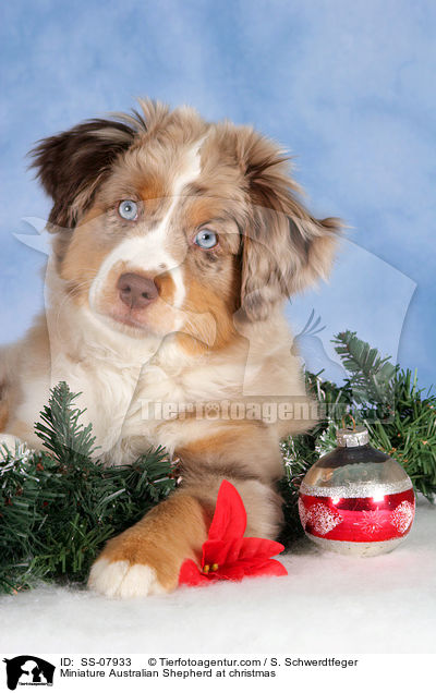 Miniature Australian Shepherd an Weihnachten / Miniature Australian Shepherd at christmas / SS-07933