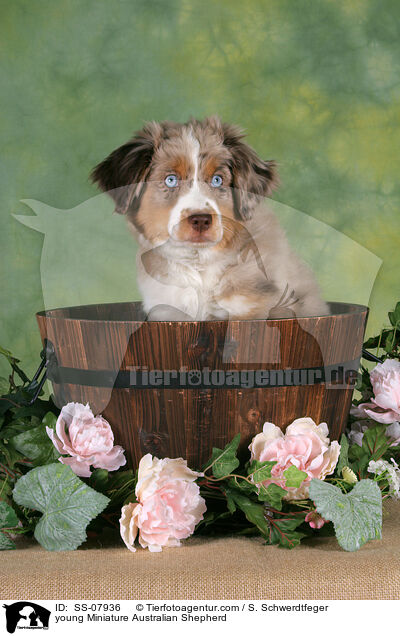 junger Miniature Australian Shepherd / young Miniature Australian Shepherd / SS-07936