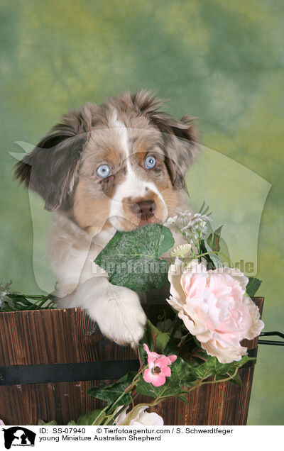 junger Miniature Australian Shepherd / young Miniature Australian Shepherd / SS-07940