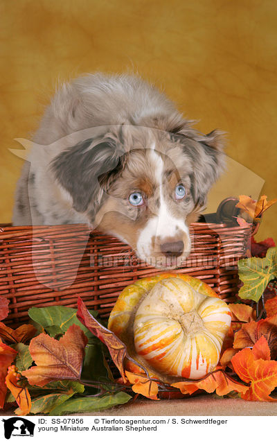 junger Miniature Australian Shepherd / young Miniature Australian Shepherd / SS-07956