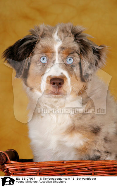 junger Miniature Australian Shepherd / young Miniature Australian Shepherd / SS-07957