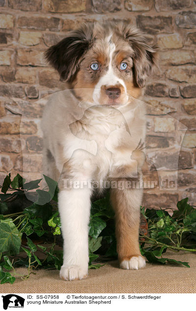 junger Miniature Australian Shepherd / young Miniature Australian Shepherd / SS-07958