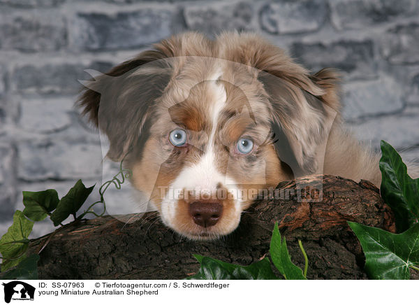 junger Miniature Australian Shepherd / young Miniature Australian Shepherd / SS-07963