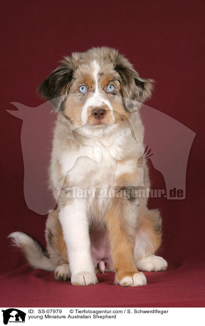junger Miniature Australian Shepherd / young Miniature Australian Shepherd / SS-07979