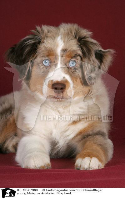 junger Miniature Australian Shepherd / young Miniature Australian Shepherd / SS-07980