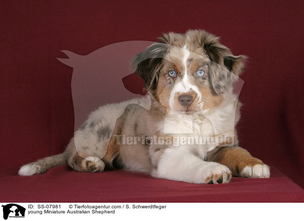 junger Miniature Australian Shepherd / young Miniature Australian Shepherd / SS-07981