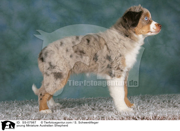 junger Miniature Australian Shepherd / young Miniature Australian Shepherd / SS-07987