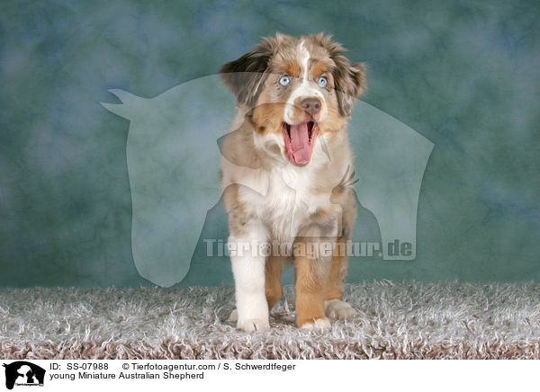 junger Miniature Australian Shepherd / young Miniature Australian Shepherd / SS-07988