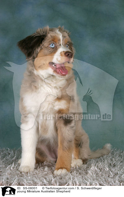 junger Miniature Australian Shepherd / young Miniature Australian Shepherd / SS-08001