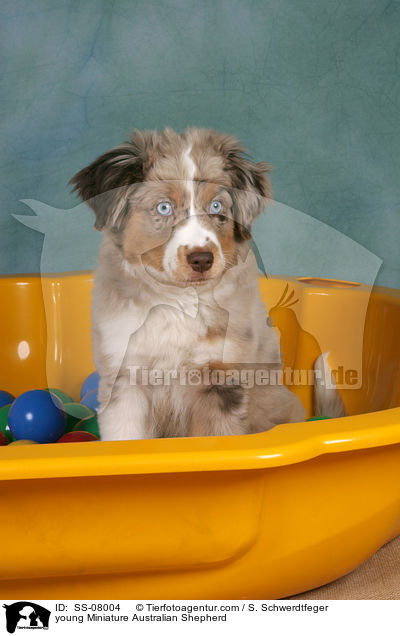 junger Miniature Australian Shepherd / young Miniature Australian Shepherd / SS-08004