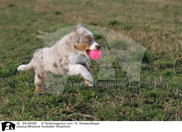 spielender Miniature Australian Shepherd / playing Miniature Australian Shepherd / SS-08006